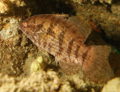 Hypopterus macropterus