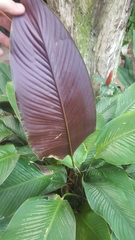 Goeppertia majestica