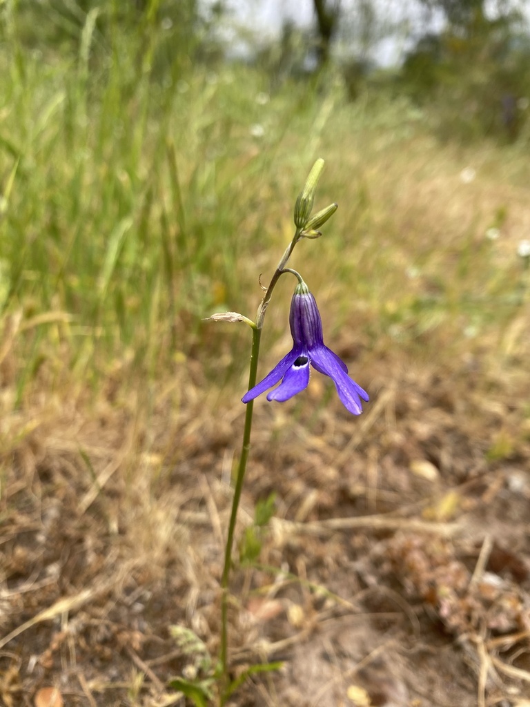Conanthera trimaculata (Conanthera trimaculata)