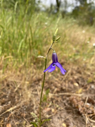 Conanthera trimaculata (Conanthera trimaculata)