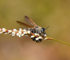Radumeris tasmaniensis