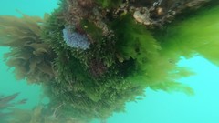 Clavelina moluccensis