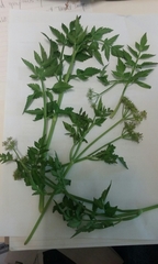 Oenanthe javanica — photo 3