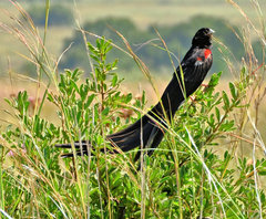 Euplectes progne progne