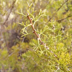 Hakea erinacea