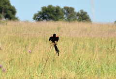 Euplectes progne progne