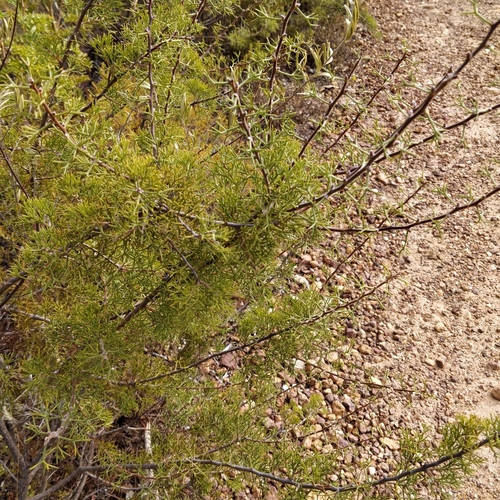 Image of Hakea erinacea by (c) Will Cornwell, some rights reserved (CC BY)