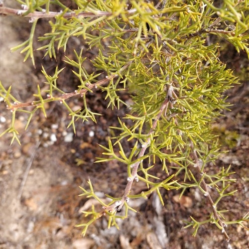 Image of Hakea erinacea by (c) Will Cornwell, some rights reserved (CC BY)