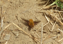 Chrysanthrax edititius