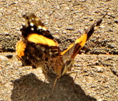 Vanessa hippomene hippomene