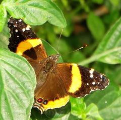 Vanessa hippomene hippomene