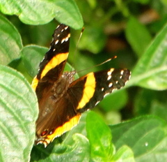 Vanessa hippomene hippomene