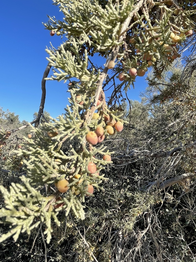 redberry juniper from Kelton Ranch Rd, Mayer, AZ, US on October 29, 2023 at 0919 AM by KB