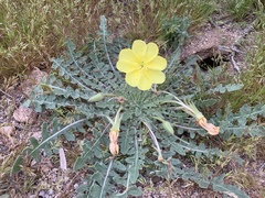 Oenothera primiveris primiveris