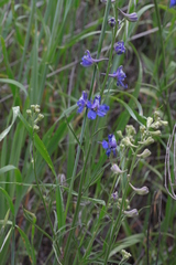 Delphinium parryi