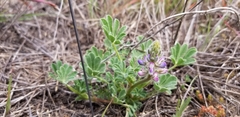 Lupinus nipomensis