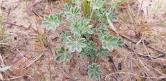 Lupinus nipomensis