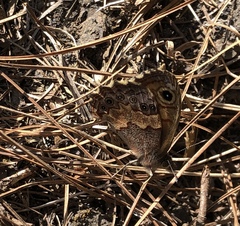 Paramacera xicaque xicaque