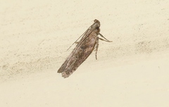 Eutorna phaulocosma