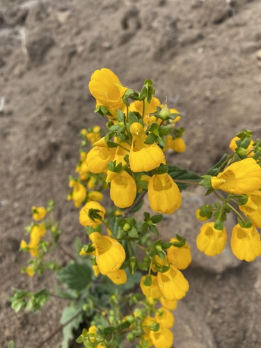 Calceolaria corymbosa (Calceolaria corymbosa)