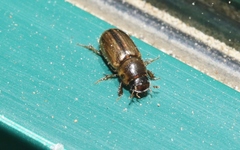 Labarrus lividus