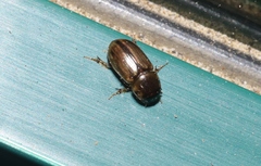 Labarrus lividus