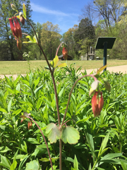 Aquilegia canadensis