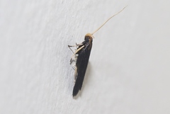 Lecithocera micromela