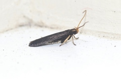 Lecithocera micromela