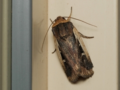 Proteuxoa tortisigna