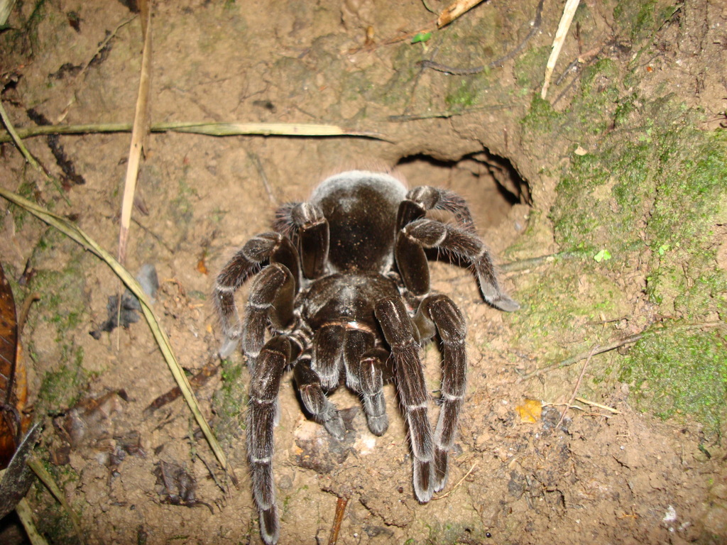 Pamphobeteus crassifemur from Franz Tamayo, Bolivia on October 18, 2009