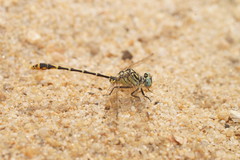 Austrogomphus australis