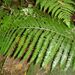 Didymochlaena spinulosa - Photo (c) Bart Wursten, μερικά δικαιώματα διατηρούνται (CC BY-NC), uploaded by Bart Wursten