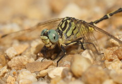 Austrogomphus australis