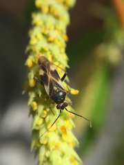 Orthotylinae