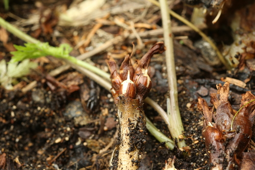 Phacellanthus tubiflorus iNat (3)