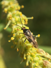 Orthotylinae