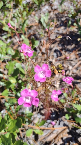 St. Mark's False Foxglove (Agalinis pulchella)