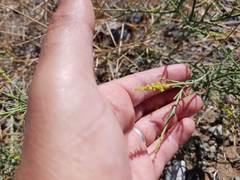 Ochradenus aucheri