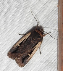 Proteuxoa tortisigna