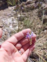 Lavandula subnuda
