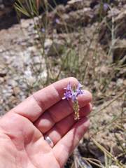 Lavandula subnuda