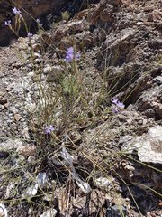 Lavandula subnuda