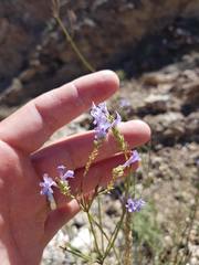 Lavandula subnuda