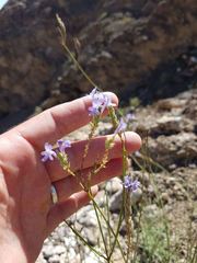 Lavandula subnuda