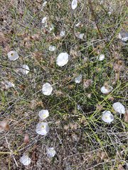 Convolvulus virgatus