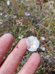 Convolvulus virgatus