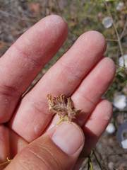 Convolvulus virgatus