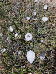 Convolvulus virgatus