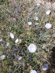 Convolvulus virgatus